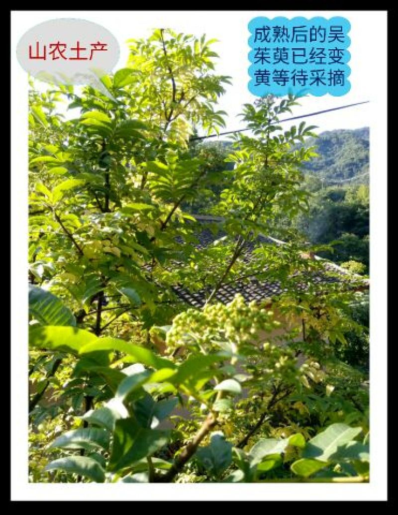 秦岭野生吴茱萸略阳吴萸无硫中小花统新货半斤包邮