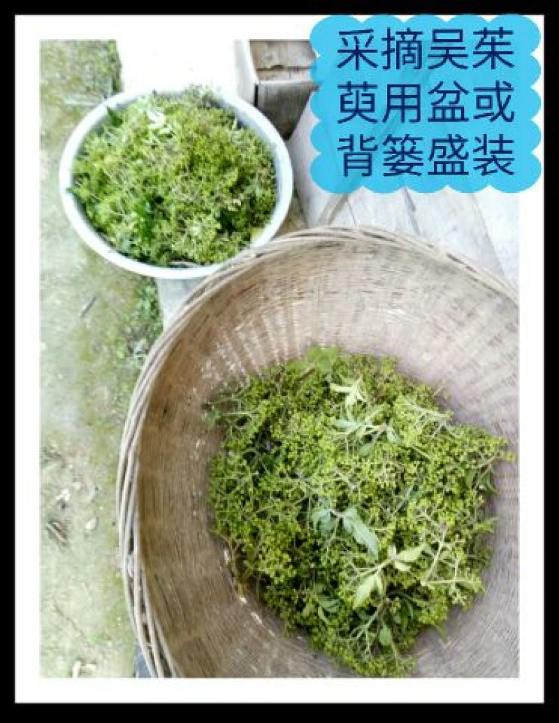 秦岭野生吴茱萸略阳吴萸无硫中小花统新货半斤包邮