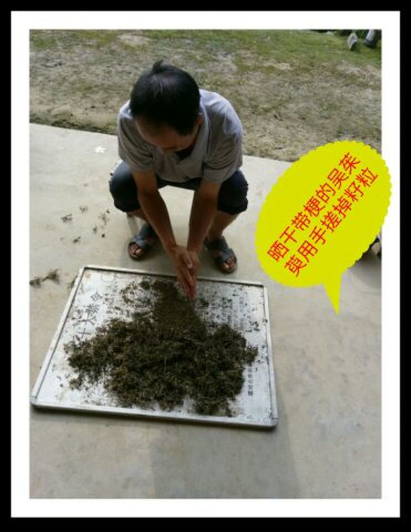 秦岭野生吴茱萸略阳吴萸无硫中小花统新货半斤包邮
