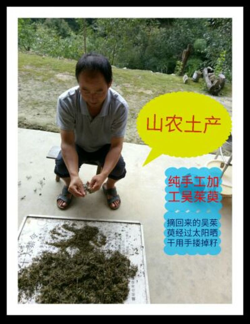 秦岭野生吴茱萸略阳吴萸无硫中小花统新货半斤包邮