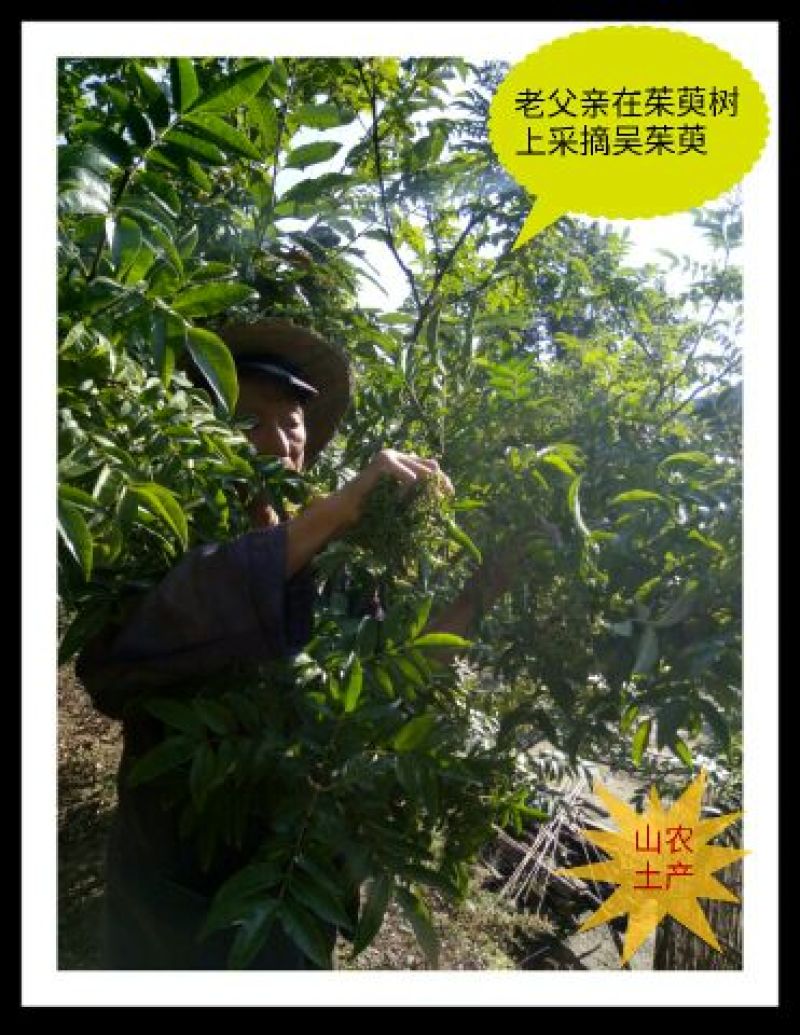 秦岭野生吴茱萸略阳吴萸无硫中小花统新货半斤包邮
