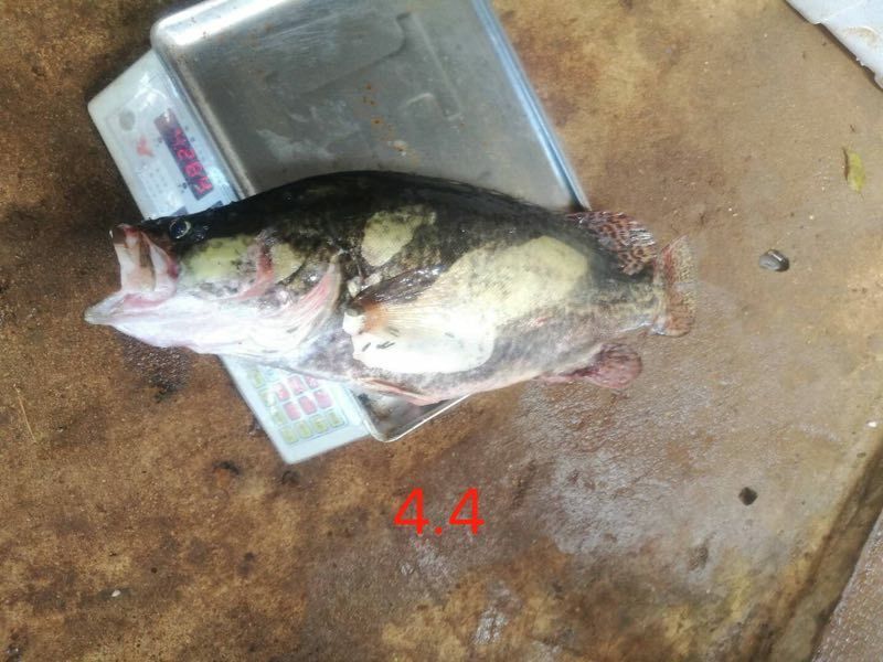 鳜鱼，4斤到6斤冰鲜鲜货