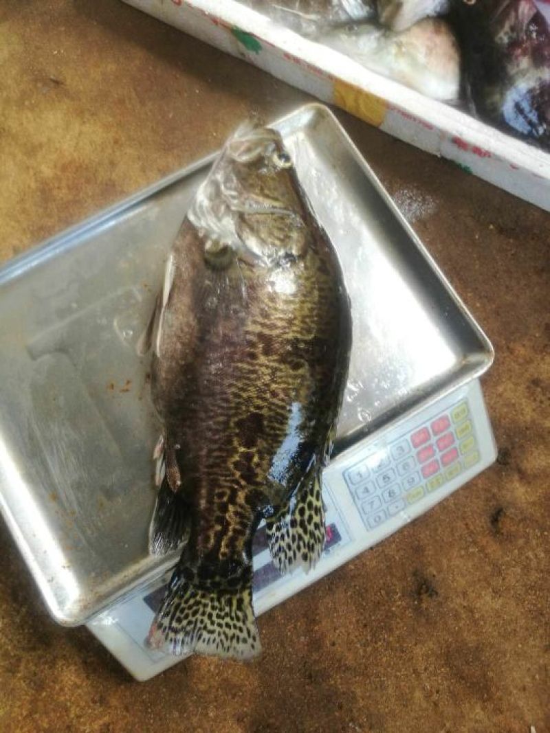 鳜鱼，4斤到6斤冰鲜鲜货