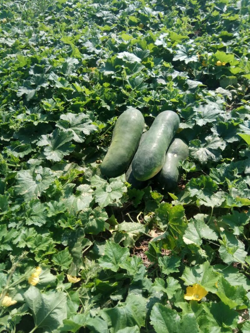 子弹头黑皮冬瓜品质优，光色鲜艳。