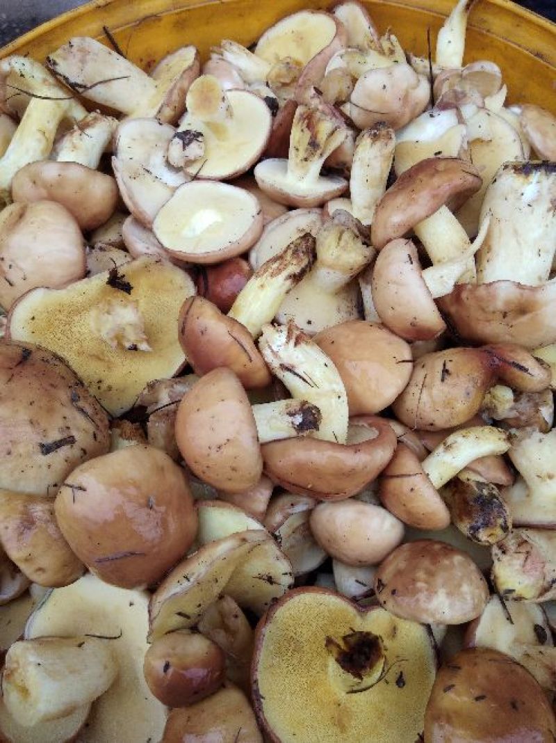松蘑！！天然无公害绿色食用菌