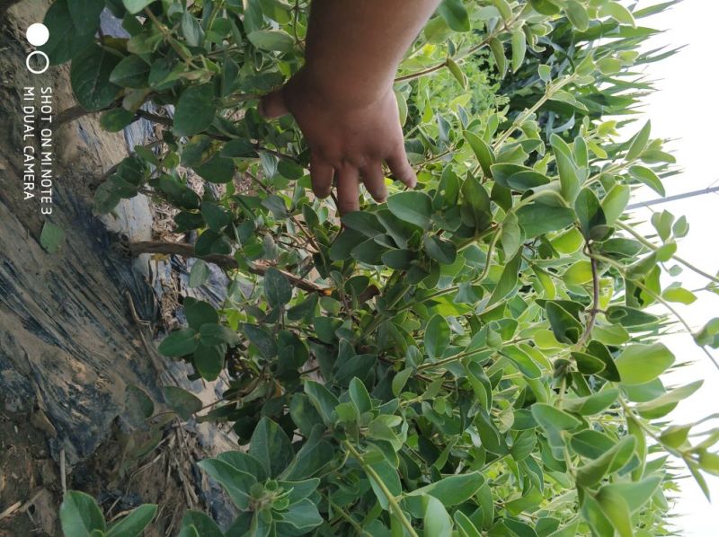 四季丰一号金银花苗