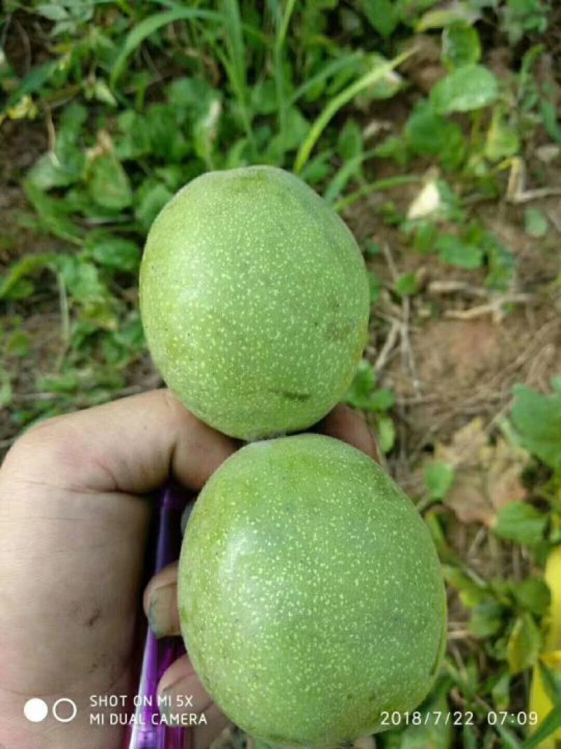 新鲜核桃