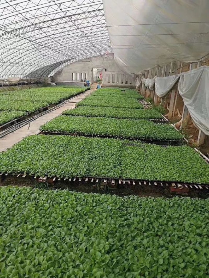 白菜苗缺货代育和销售各种蔬菜苗