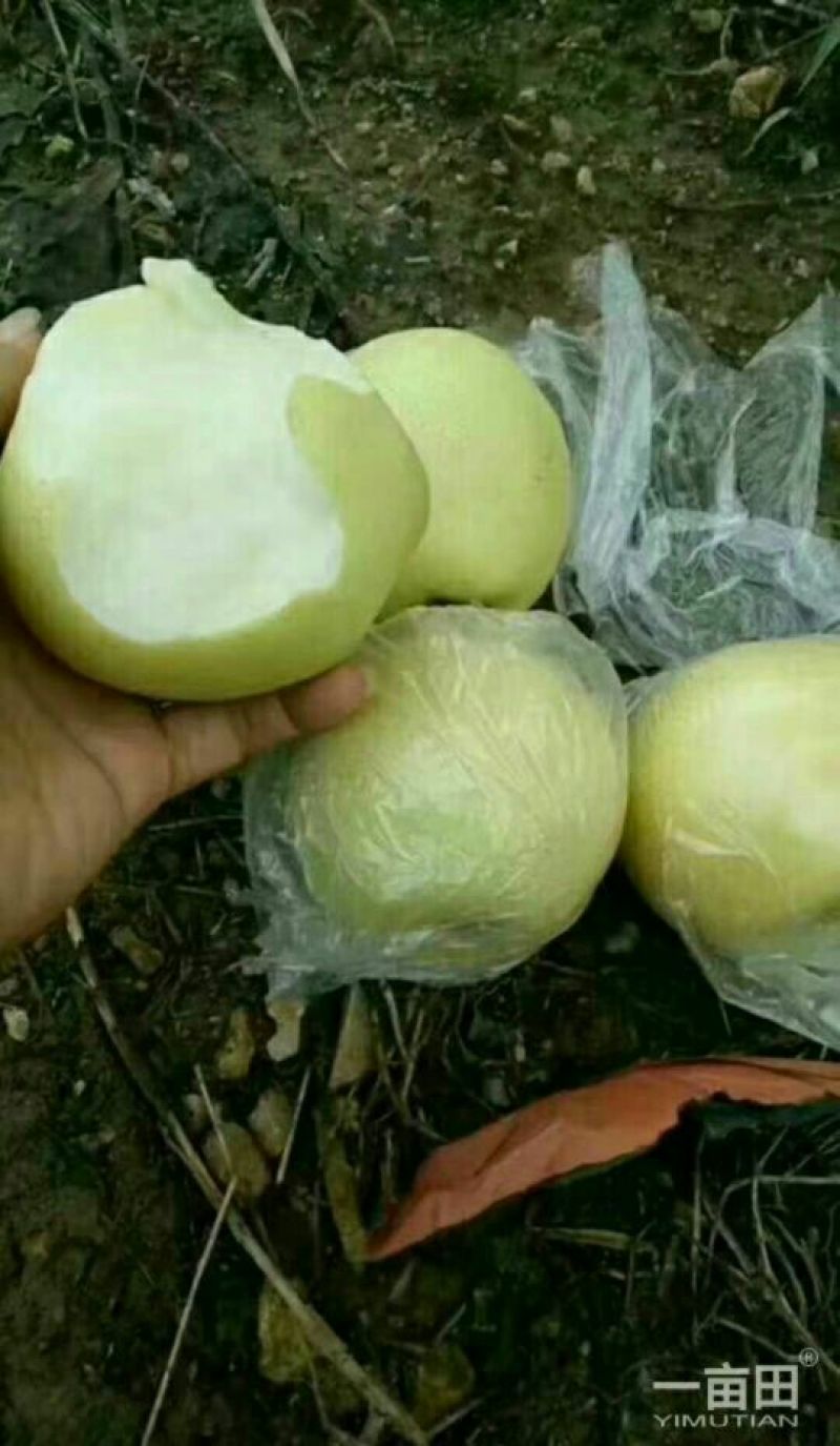 黄金梨250~300g纸袋
