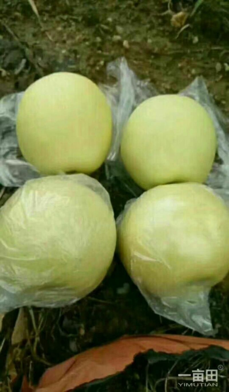黄金梨250~300g纸袋