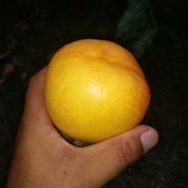 中油8号黄油桃