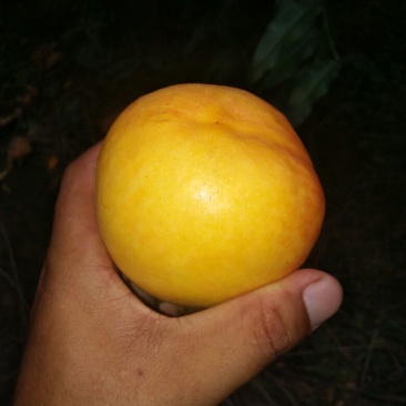 中油8号黄油桃