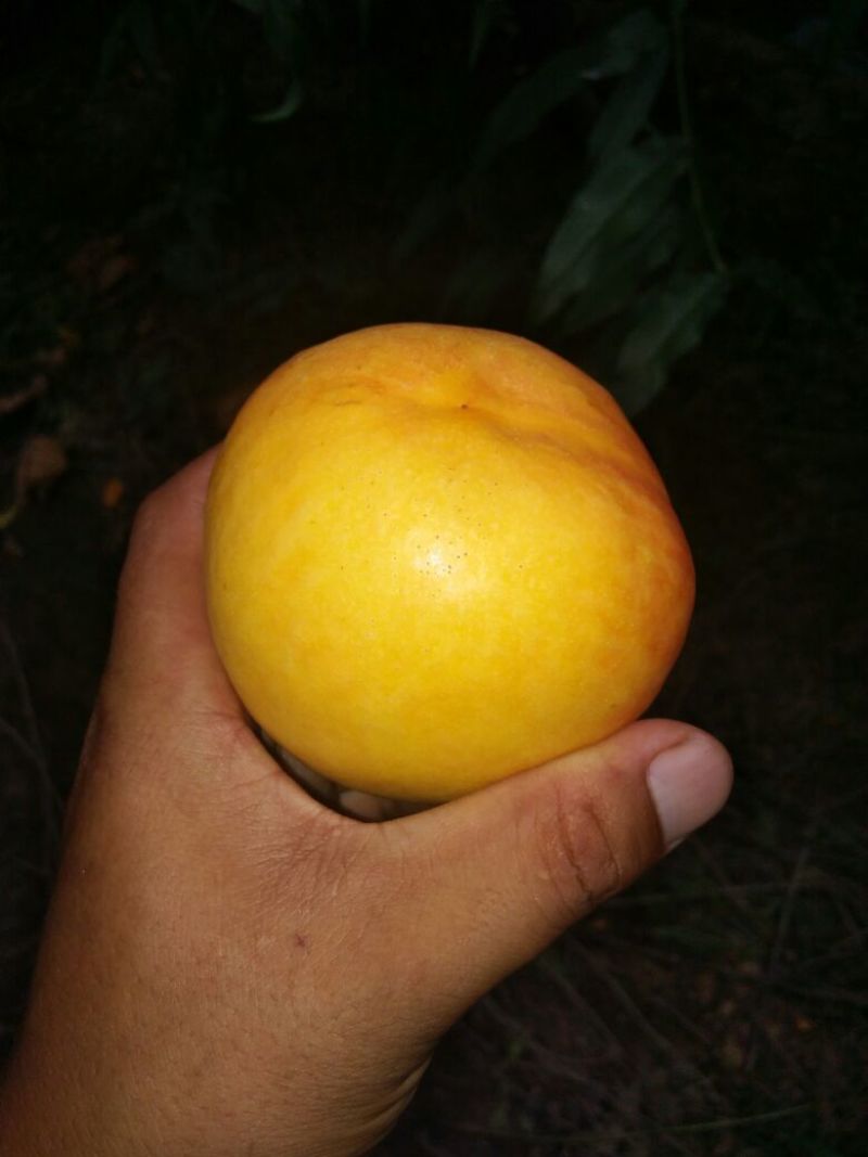 中油8号黄油桃
