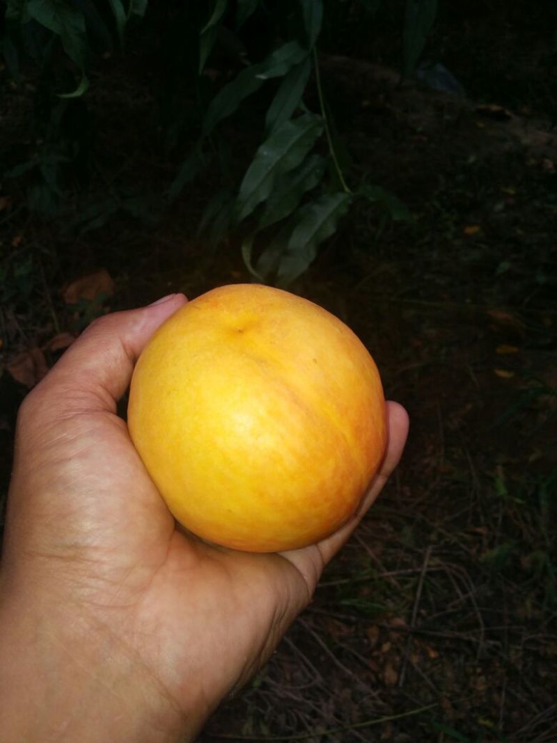 中油8号黄油桃