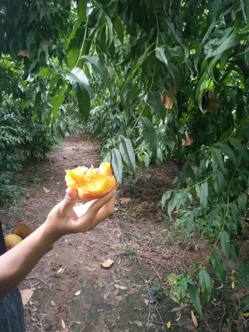 中油8号黄油桃
