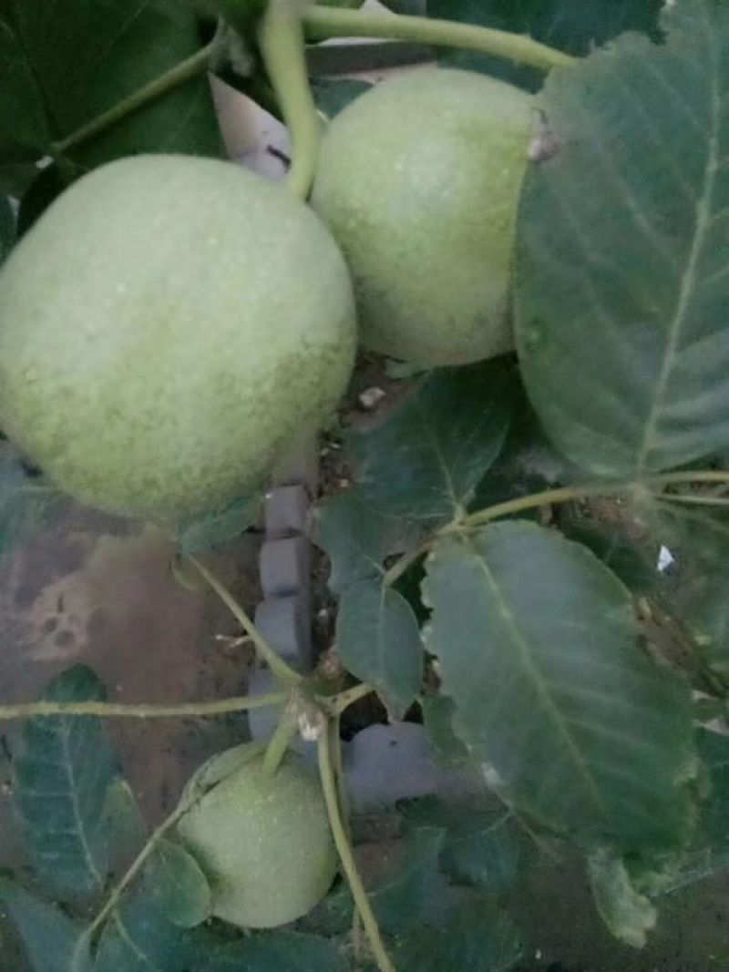 【欢迎咨询】陕西核桃基地价格，陕西核桃走势行情
