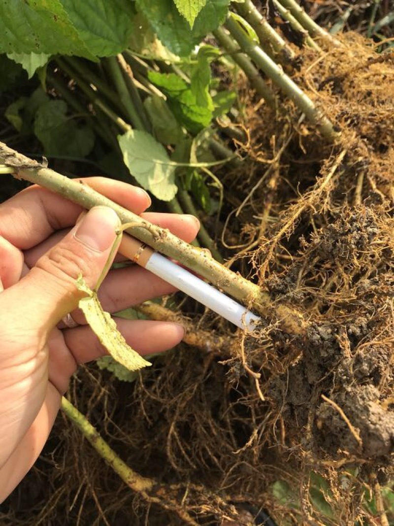 桑叶苗养蚕桑树苗