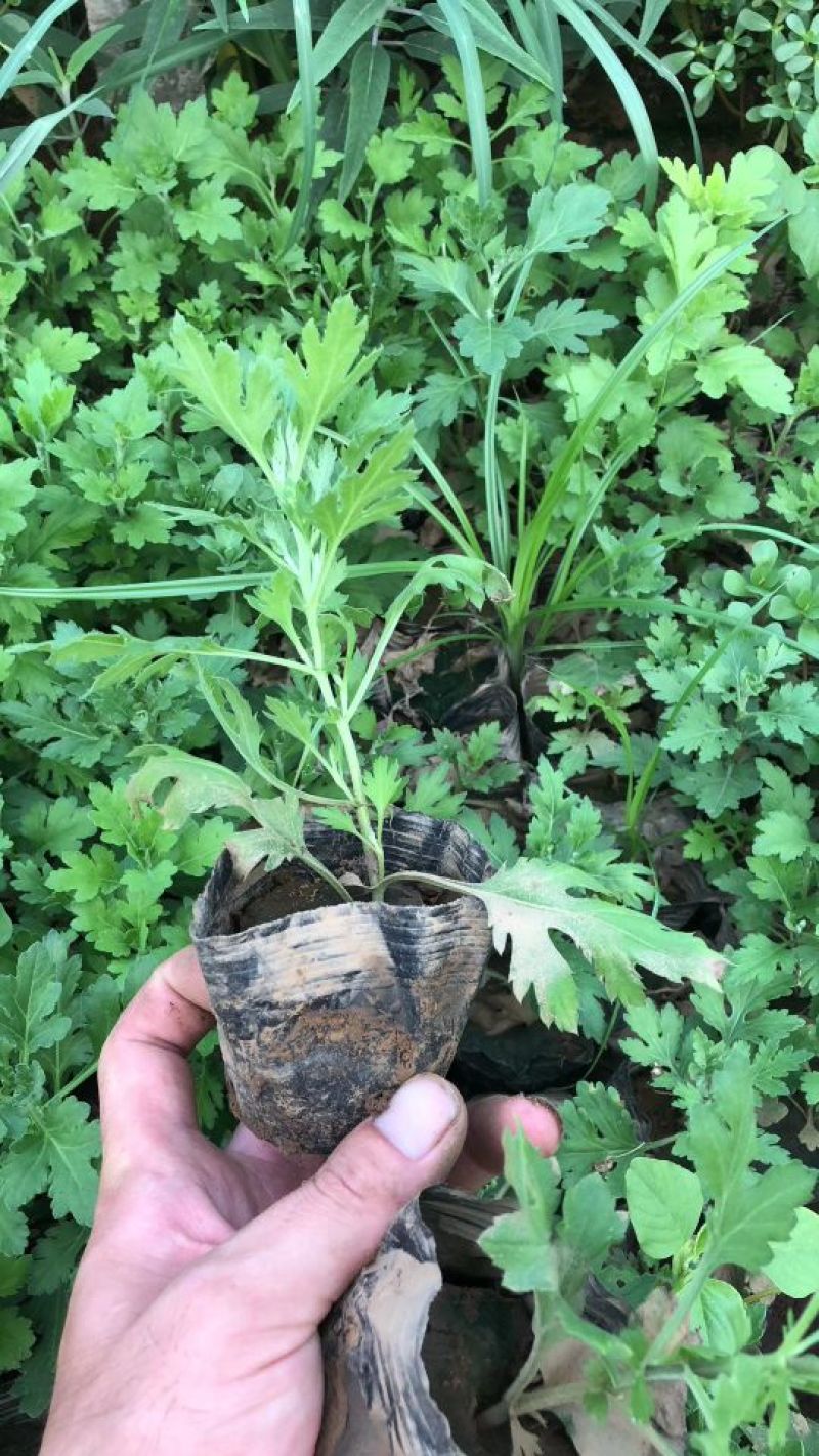地被菊基地直供量大从优