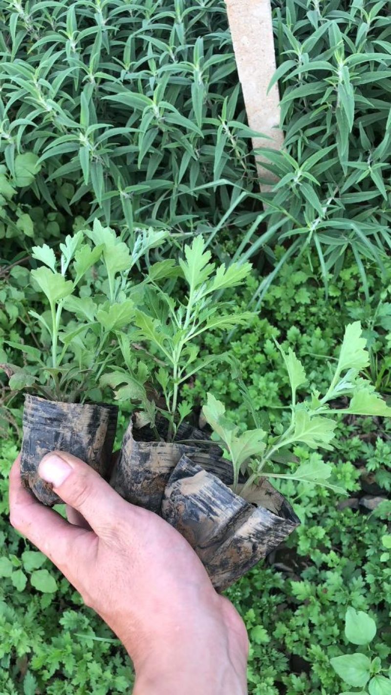 地被菊基地直供量大从优
