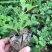 地被菊基地直供量大从优