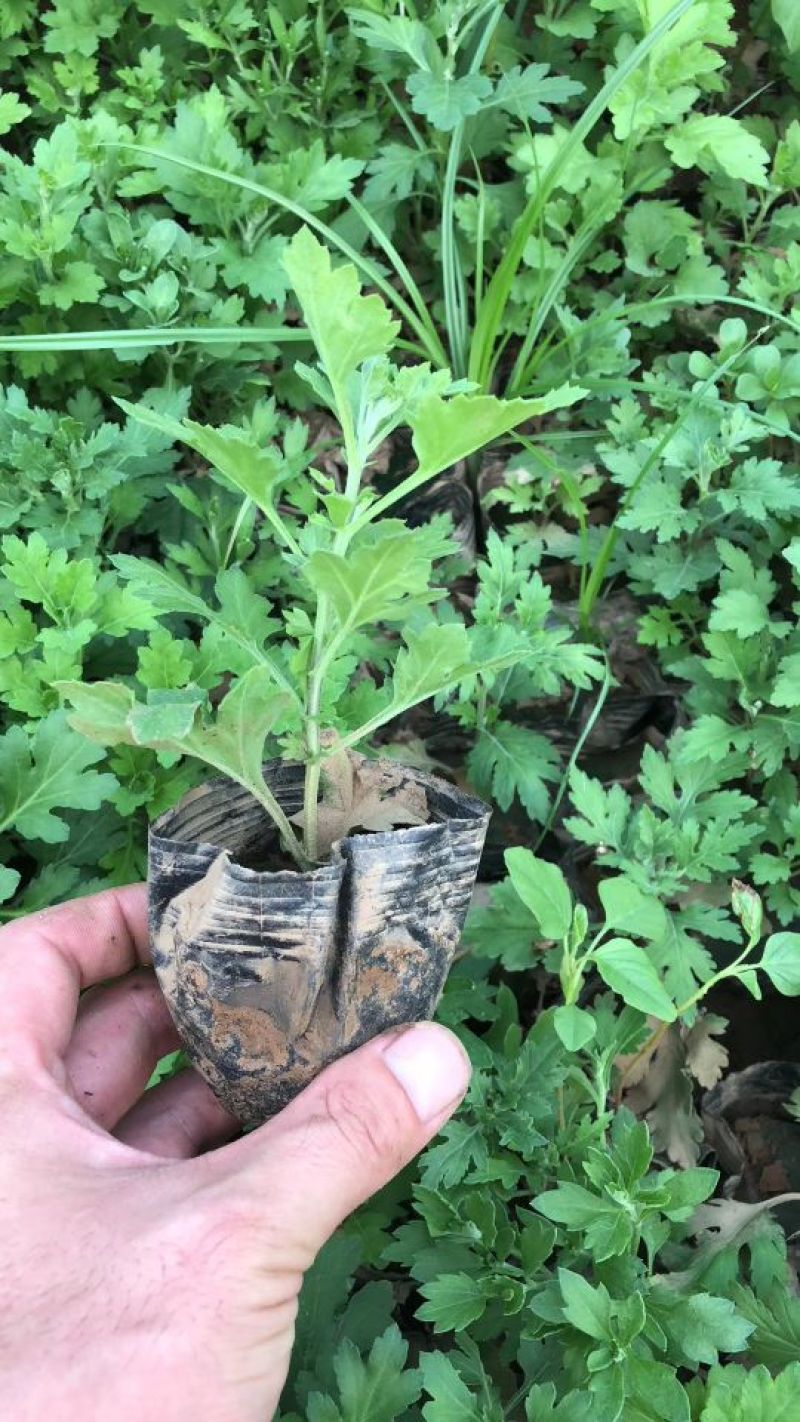 地被菊基地直供量大从优