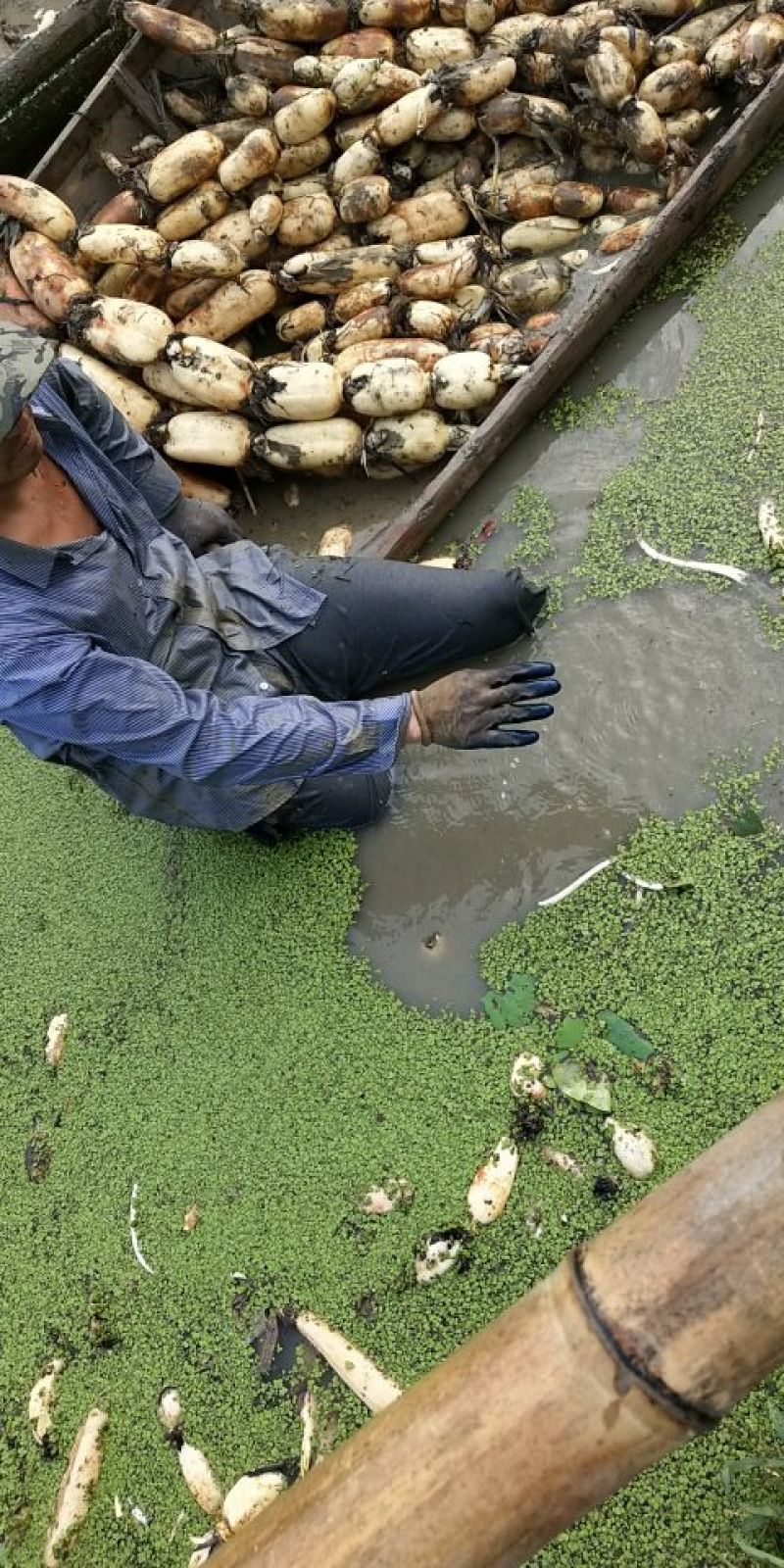 莲藕