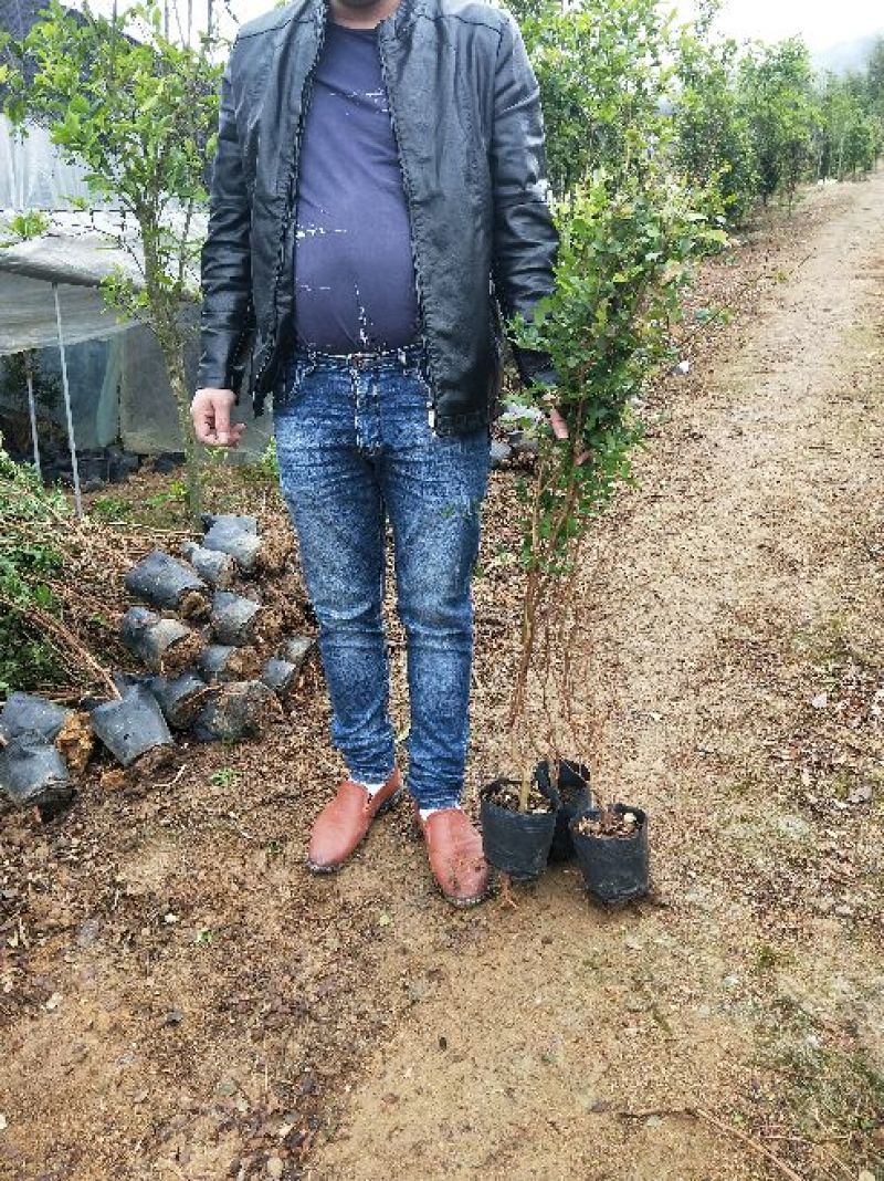 嘉宝果树葡萄苗