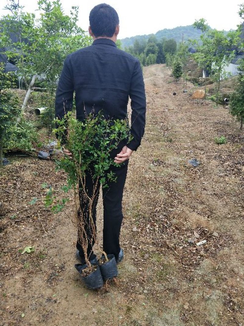 嘉宝果树葡萄苗
