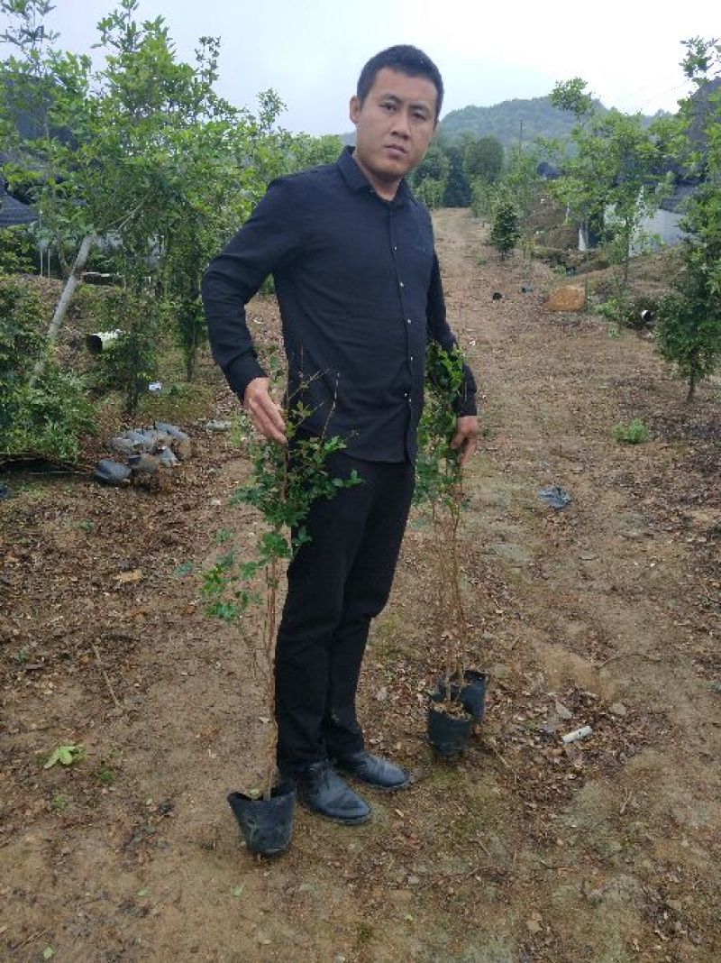嘉宝果树葡萄苗