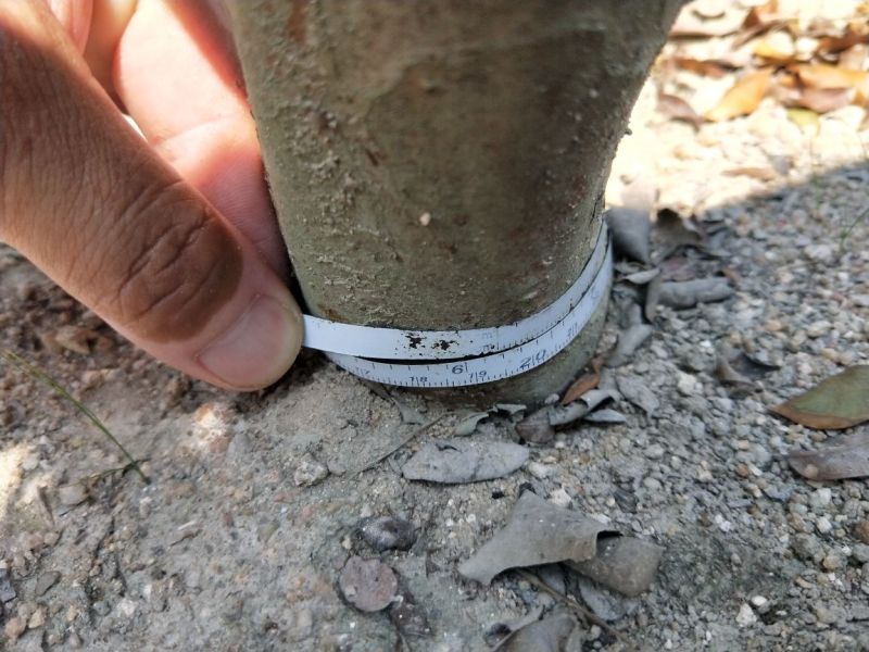 嘉宝果树葡萄苗