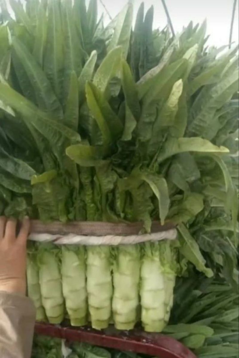 莴笋种苗，莴苣种苗