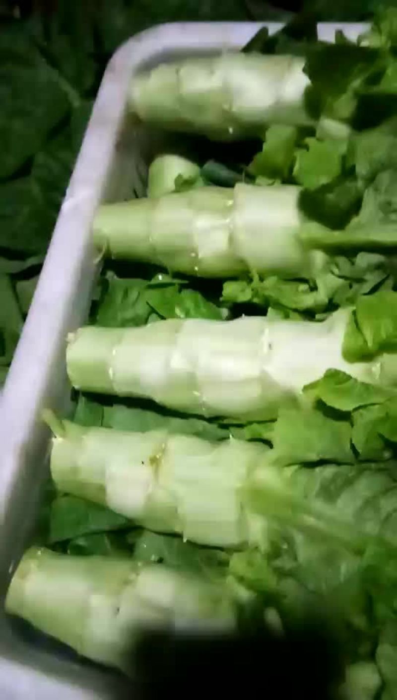 莴笋种子，莴苣种子