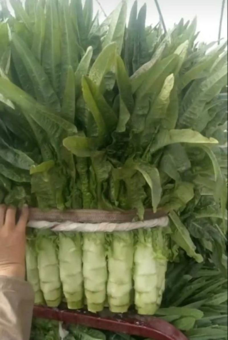 莴笋种子，莴苣种子