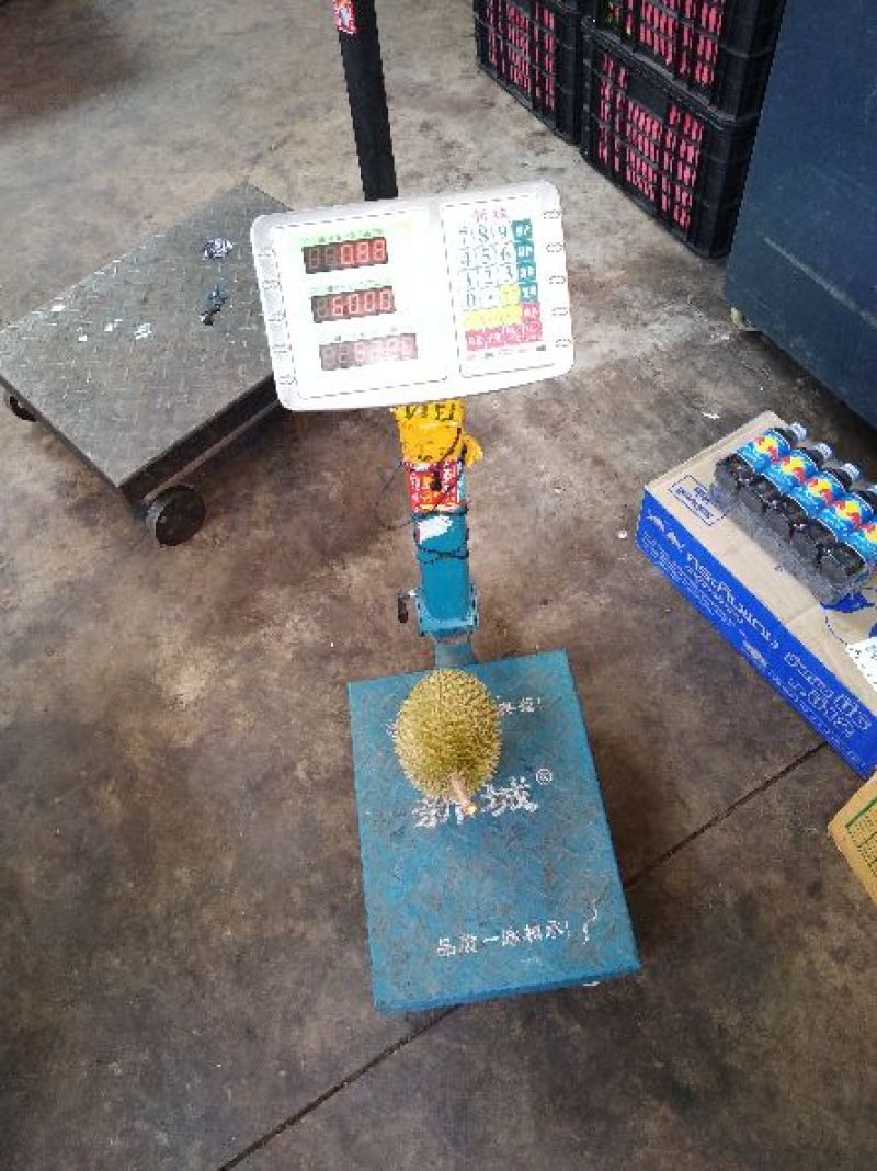 金枕头榴莲