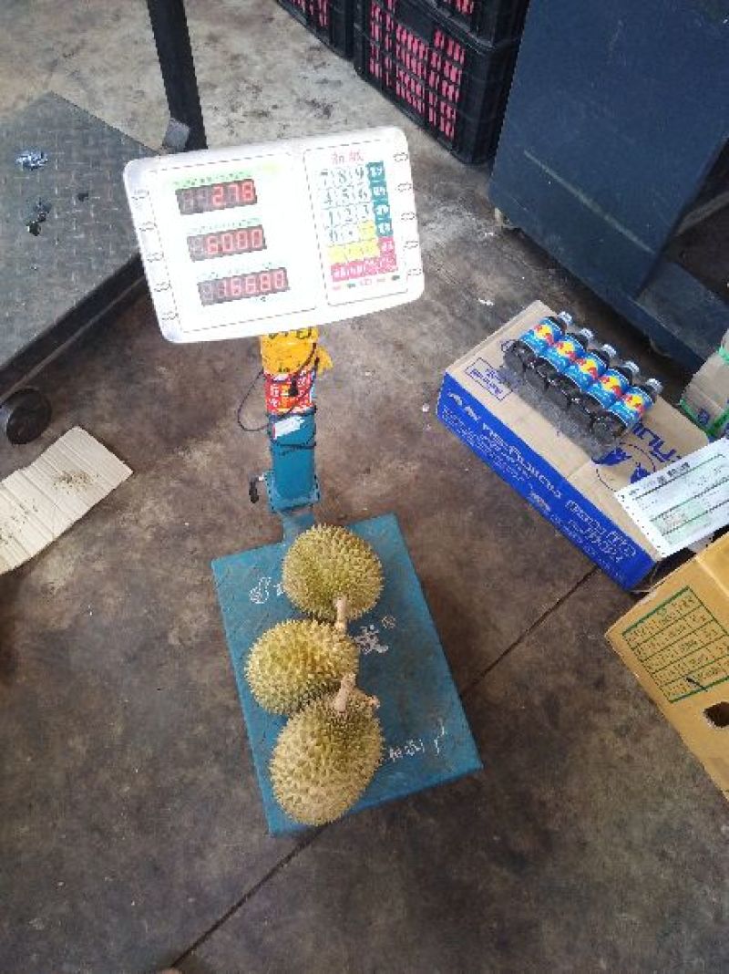 金枕头榴莲