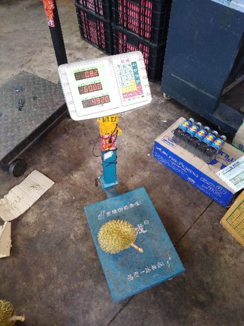 金枕头榴莲