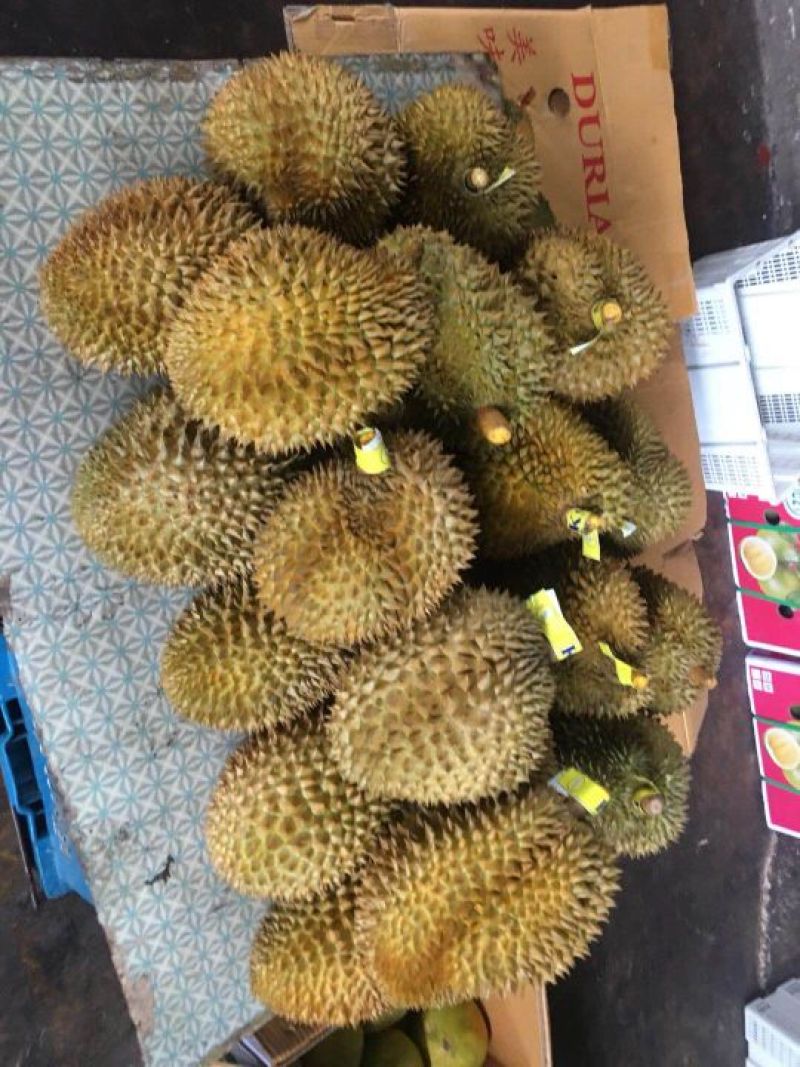 金枕头榴莲