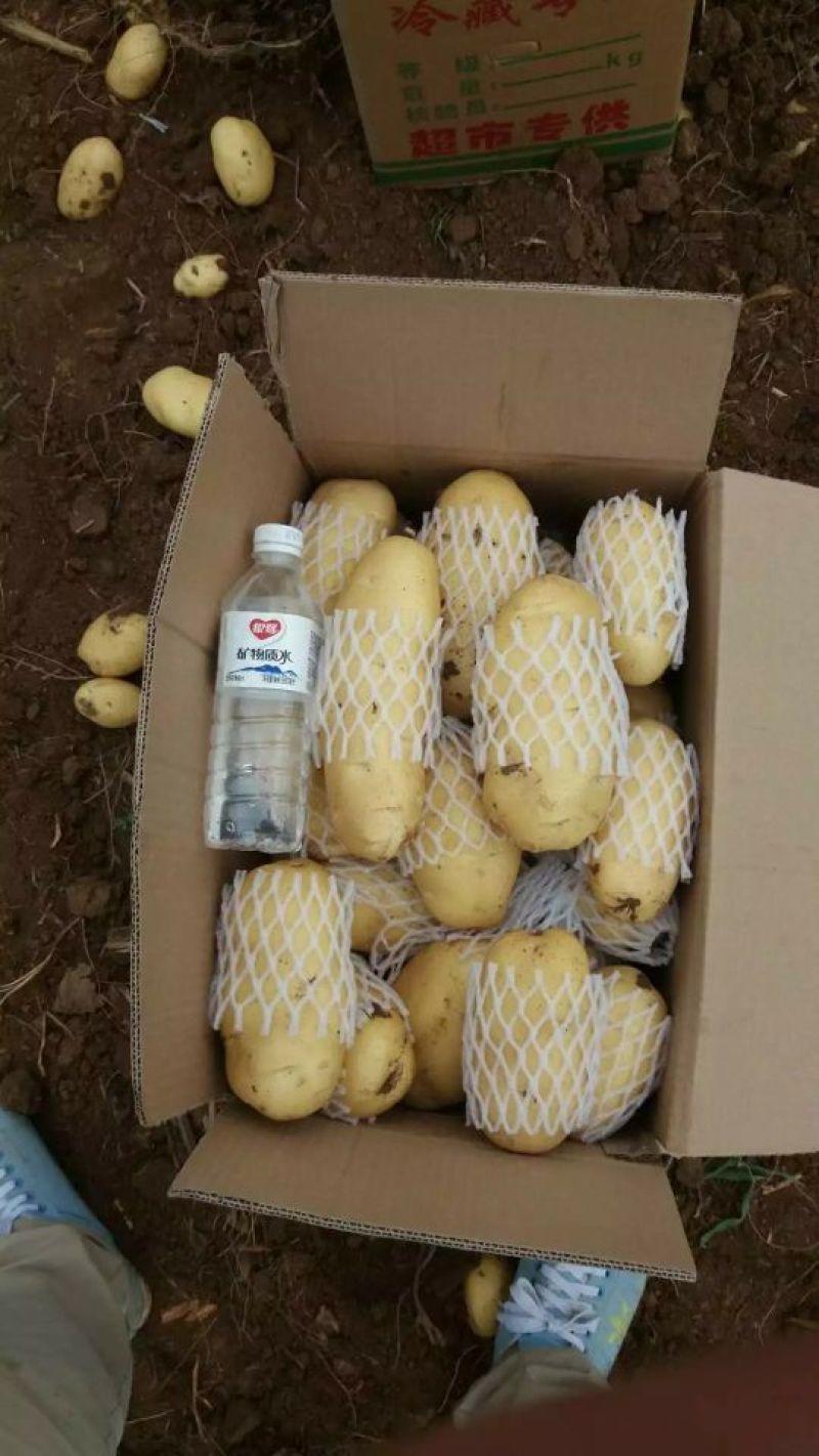 现货荷兰十五土豆商超专攻欢迎选购精品货源对接全国