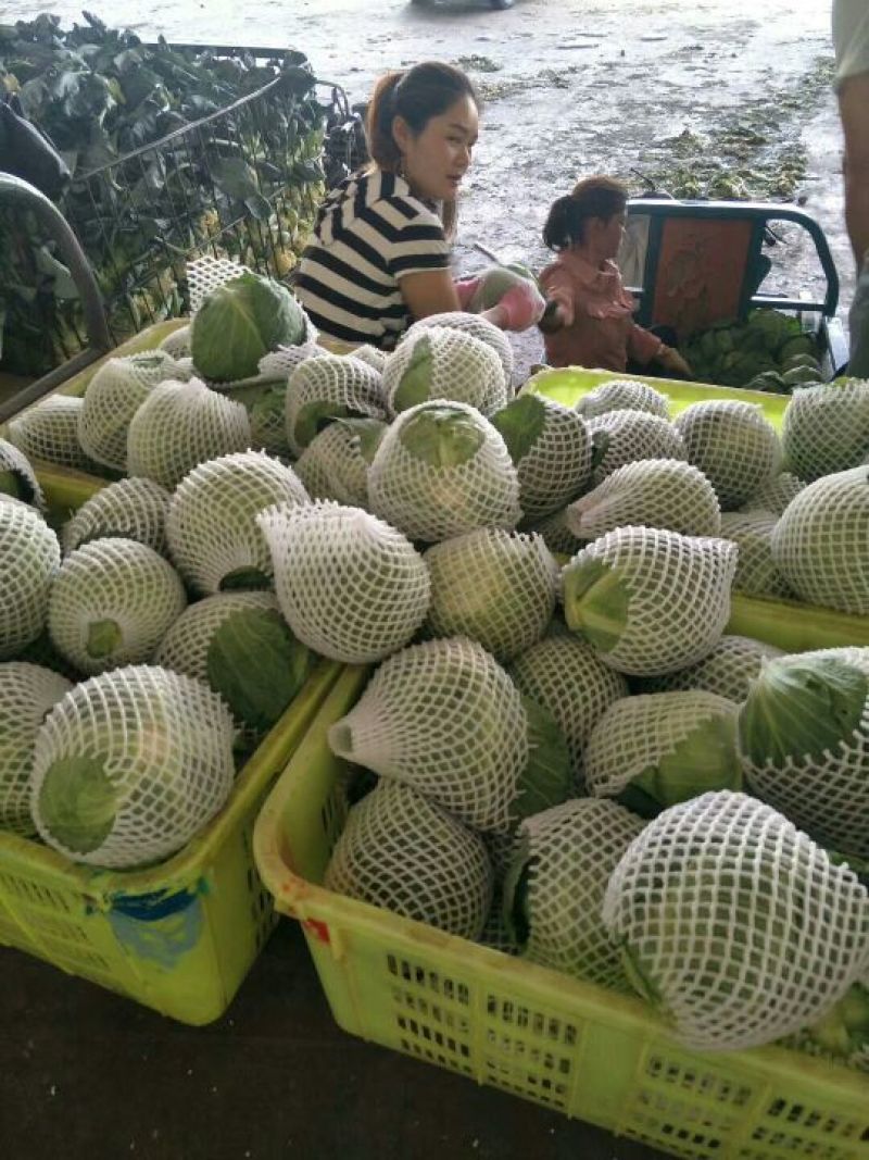 甘蓝