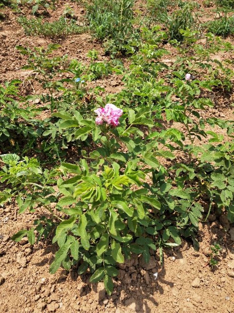 平阴玫瑰苗