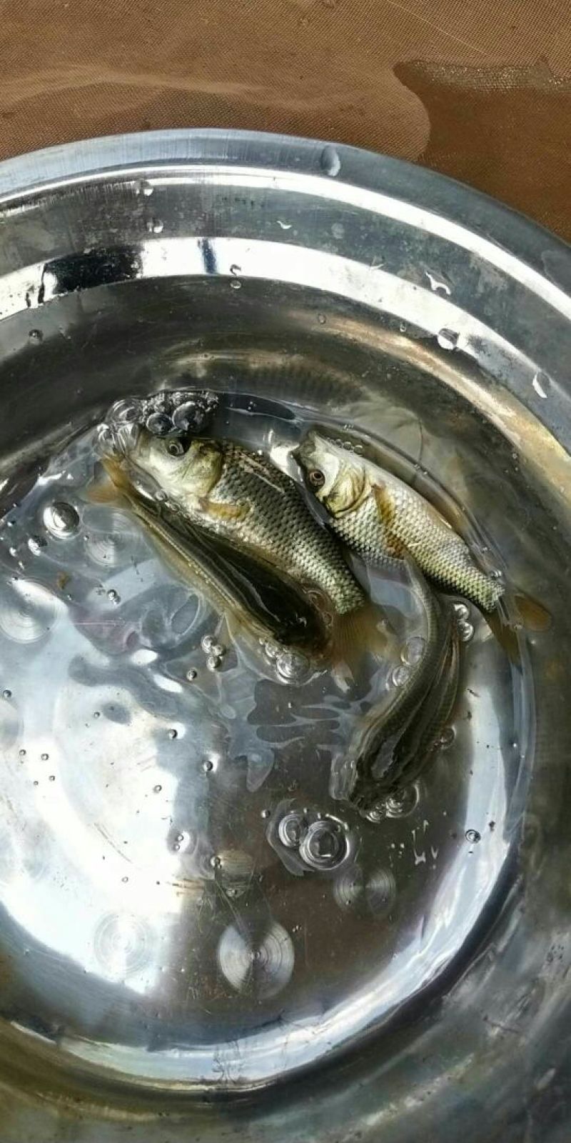 草鱼苗免费提供技术送货上门可电话咨询长期合作