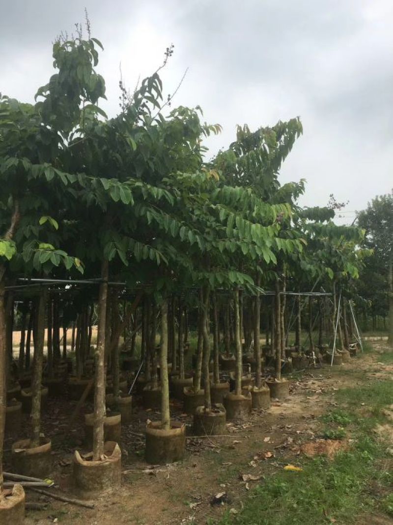 出售大叶紫薇移植袋苗5-15公分需要的老板联系
