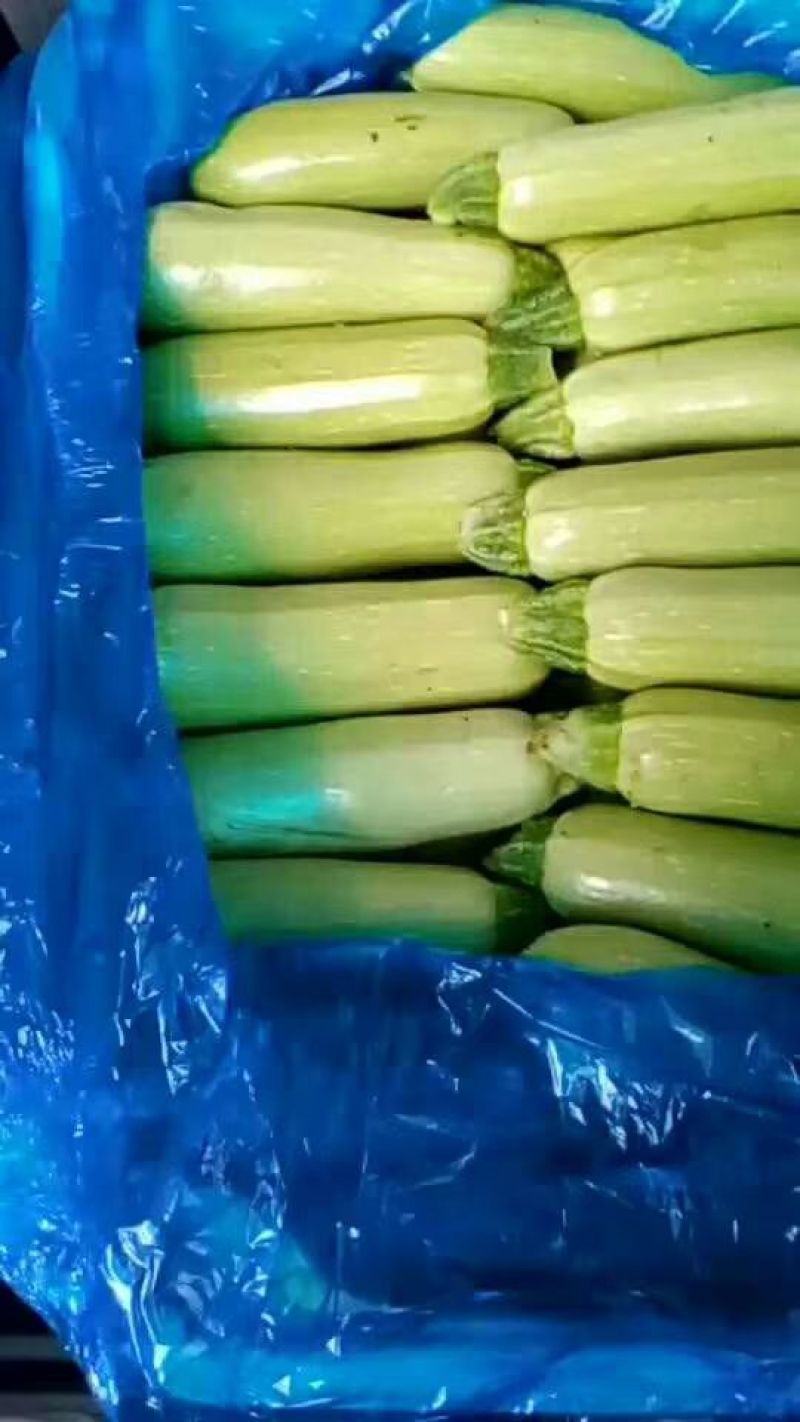 露天西葫芦