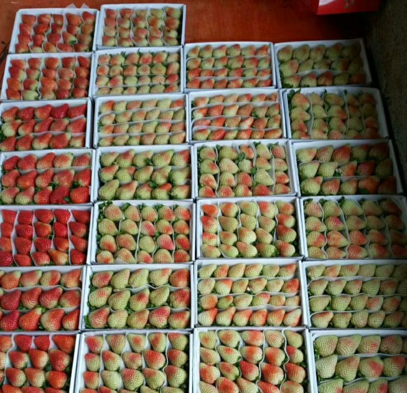 云南夏季草莓