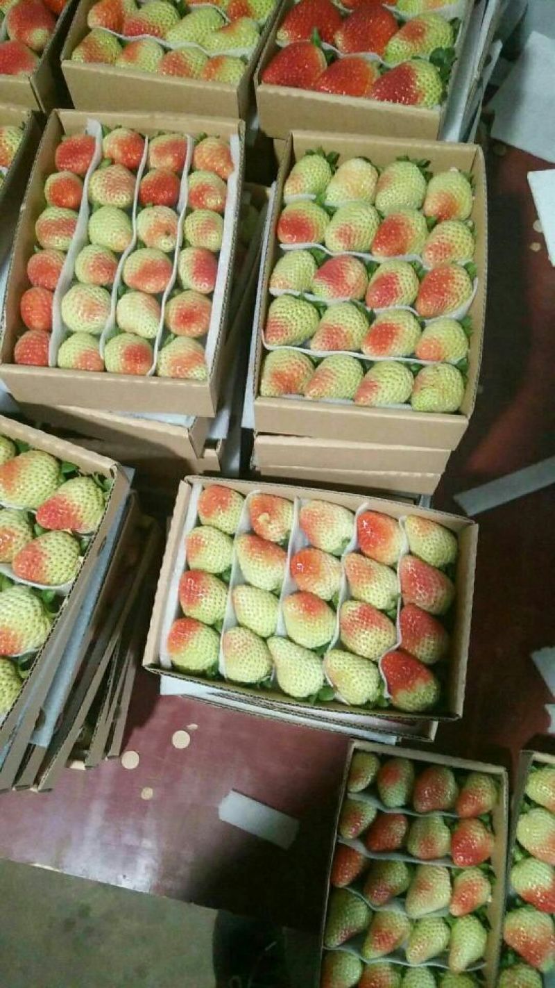 云南夏季草莓
