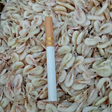 虾皮，蹦虾，麦穗虾