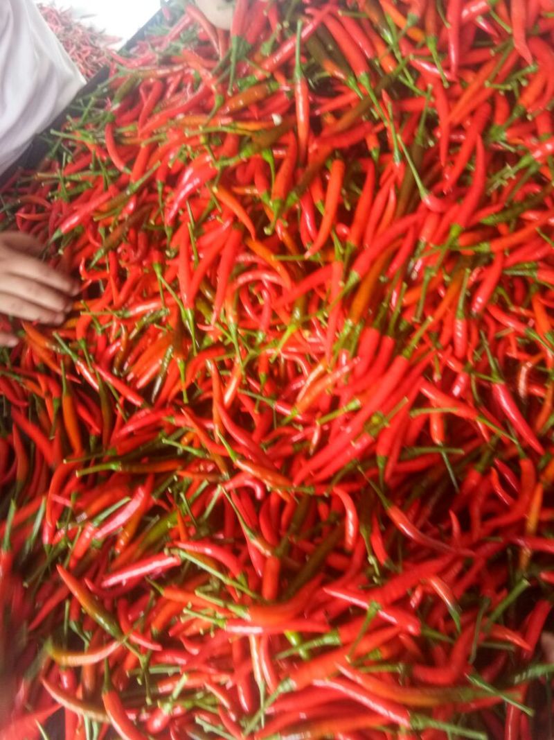 （热卖中）小米椒朝天椒，精品小红椒，基地种植量大价优