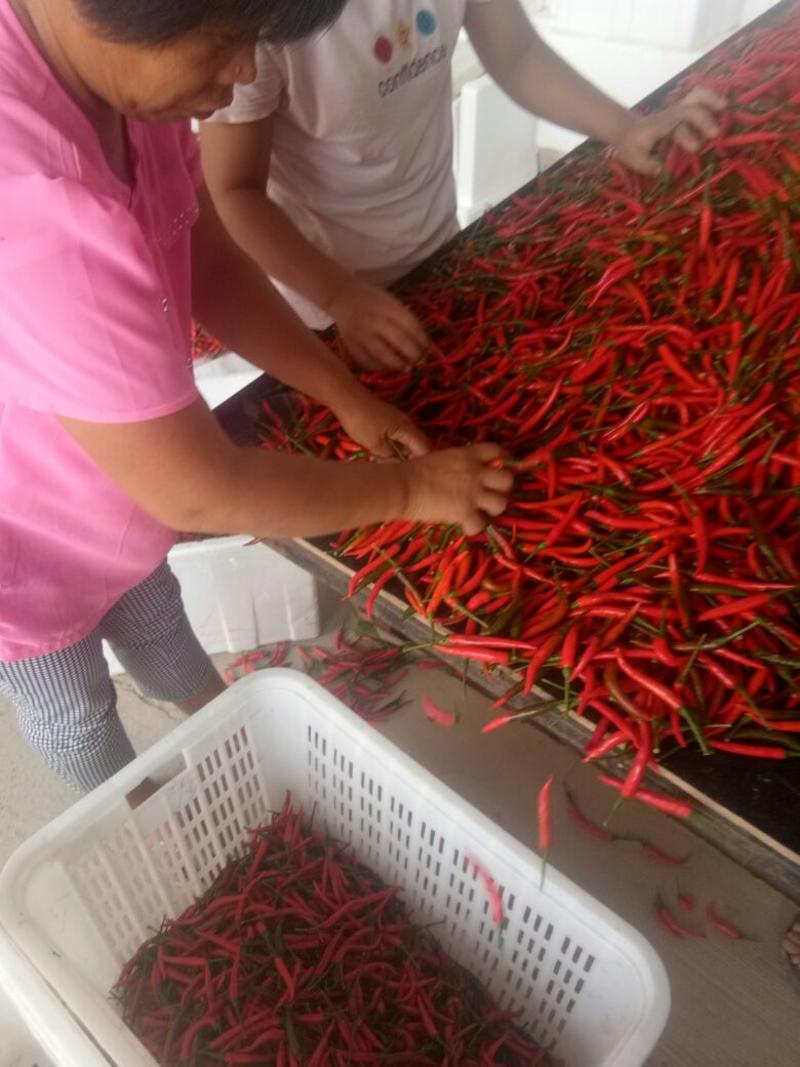 （热卖中）小米椒朝天椒，精品小红椒，基地种植量大价优