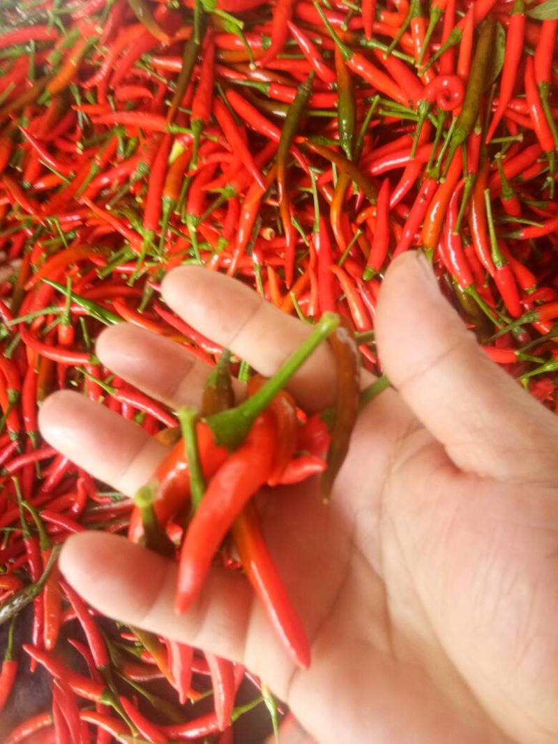 （热卖中）小米椒朝天椒，精品小红椒，基地种植量大价优