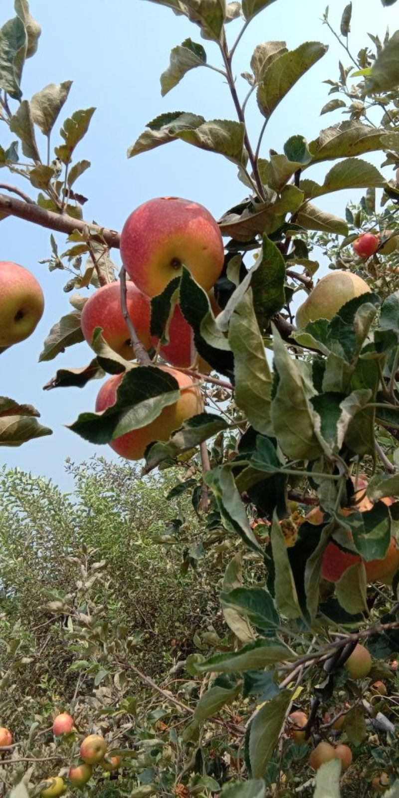 今年鲜苹果